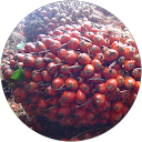 tonpalmkk chanel profile picture